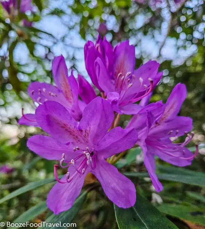 Rhododendron Scotland