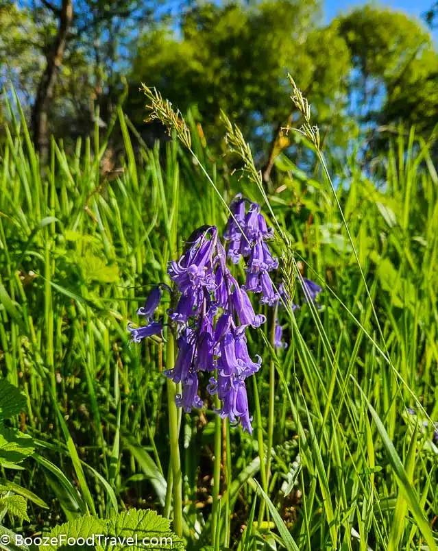bluebells